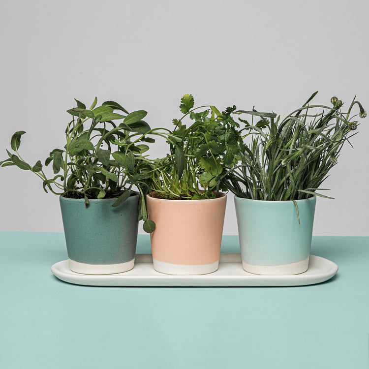 Oslo Succulent Planter
